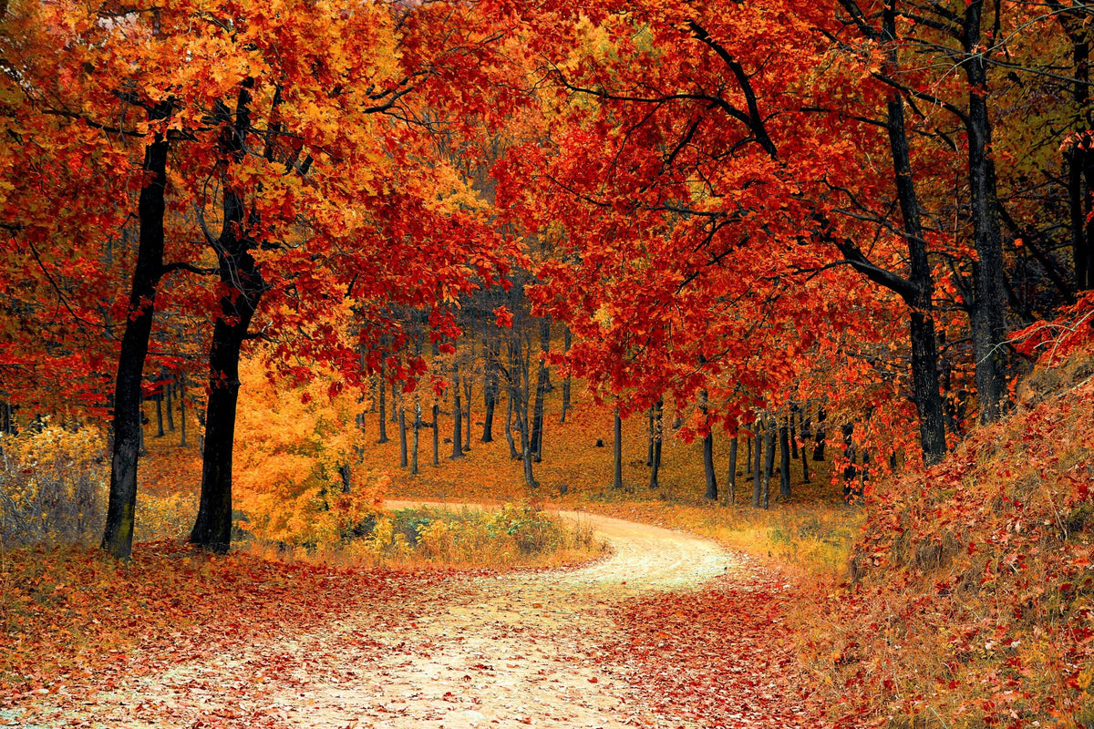 Waldweg unter Bäumen mit rot-orangem Herbstlaub