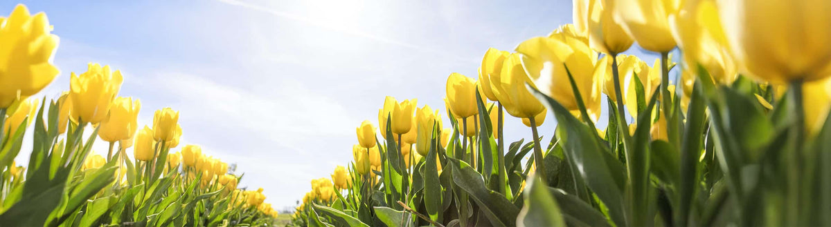 Inizia la primavera - ora con piena energia verso il peso desiderato
