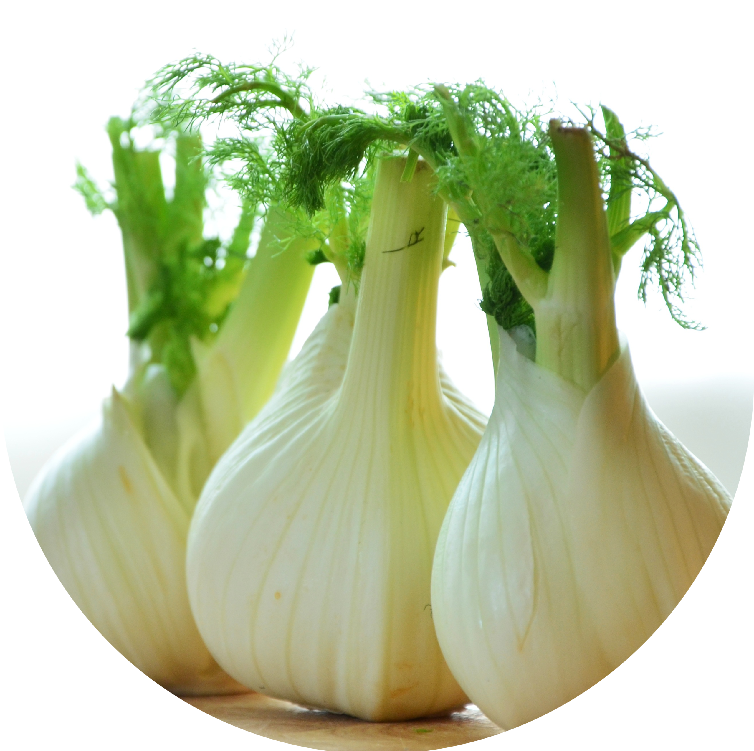 Fenchel