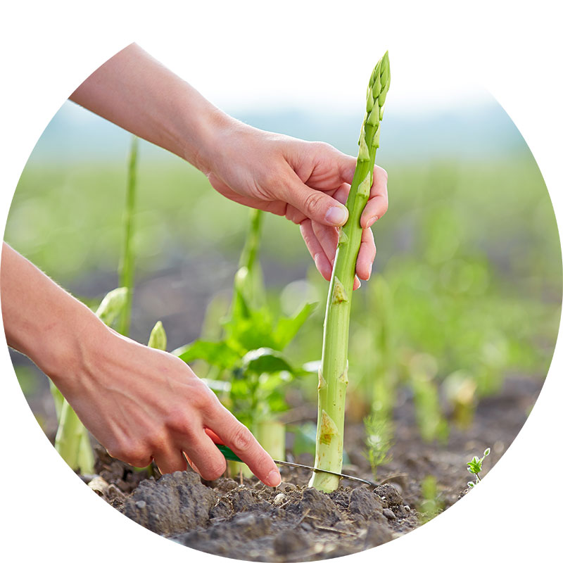 Spargel_AdobeStock_84578917 Spargel AdobeStock