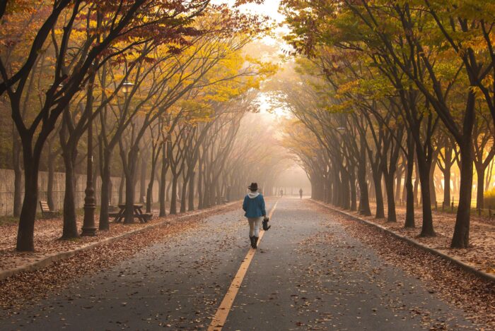 road-5767221